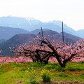 鳳凰三山と桃の花