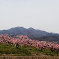 写真: 茅ヶ岳と桃源郷