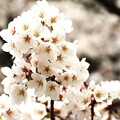 写真: 桜ソメイヨシノ桜