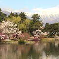 写真: 桜と中央アルプス