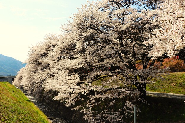 藤巻川の桜並木