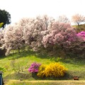 写真: 山肌の桜
