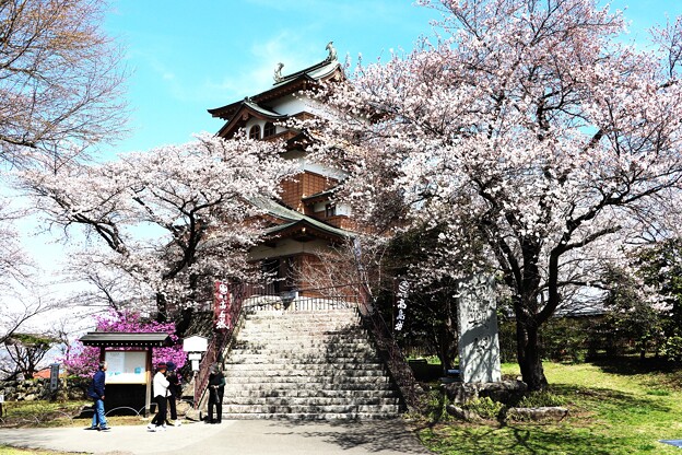 桜に包まれた高島城