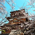 写真: 桜と高島城