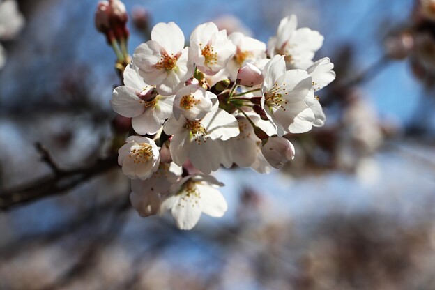 写真: ソメイヨシノ桜