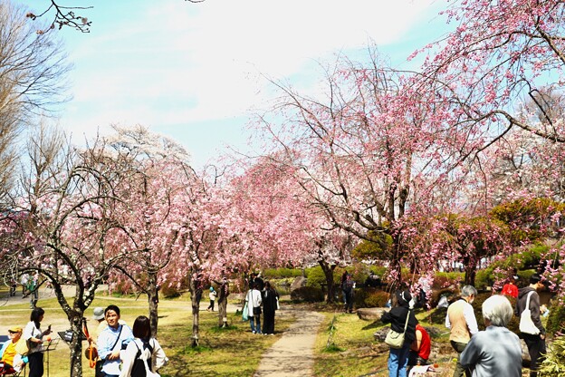 多くの桜見物客