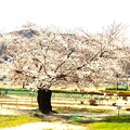 写真: 老木の一本桜