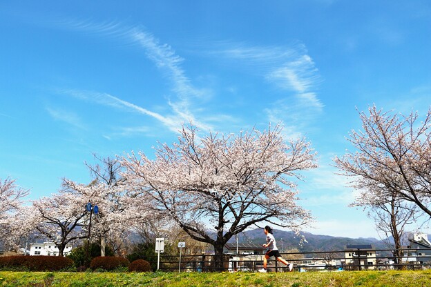 写真: 桜並木を行く