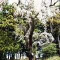写真: 古御堂の枝垂桜