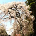 写真: 市指定天然記念物 古御堂の枝垂桜