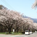 写真: 道路沿いの桜並木