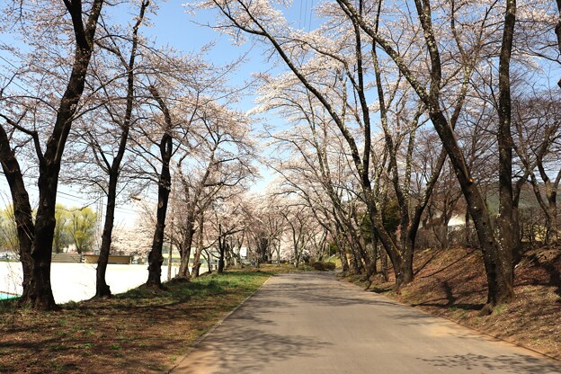 桜の中へ