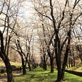 写真: 桜・桜の中へ