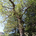 写真: 天然記念物「栃の木」