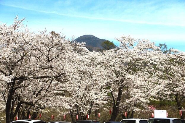 満開の桜と蓼科山