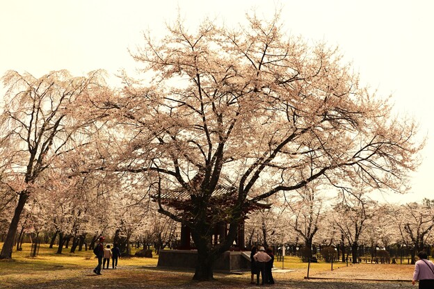 写真: 桜と鐘楼堂