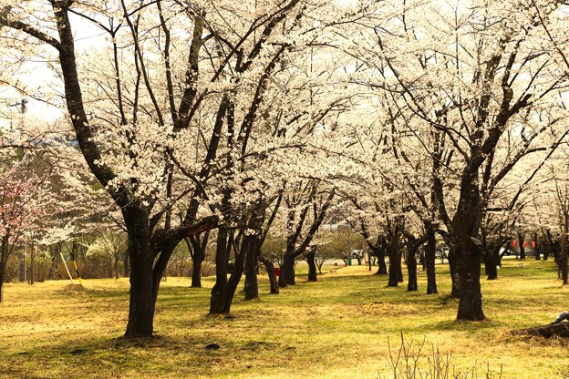 写真: 広場の桜並木