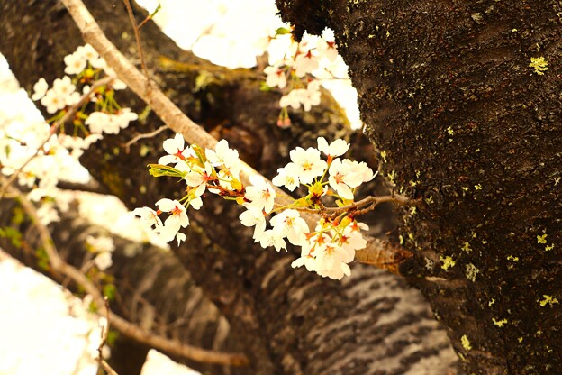 写真: がんばれ桜