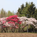 写真: 紅白の花桃
