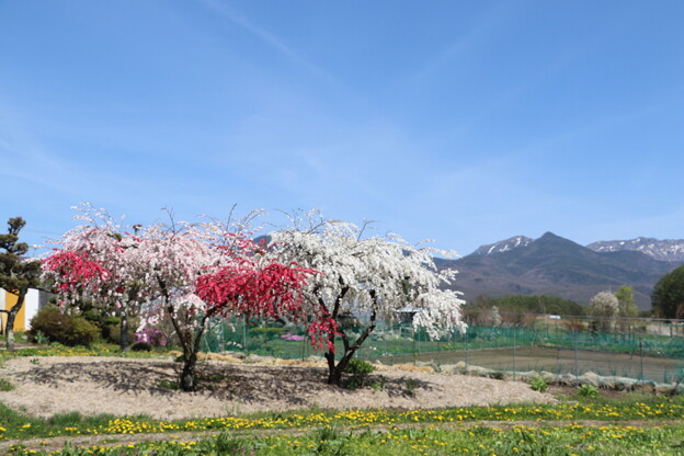 花桃と八ヶ岳硫黄岳