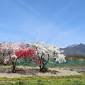 花桃と八ヶ岳硫黄岳