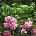 写真: 八重咲桜