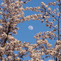 写真: 桜と夕月