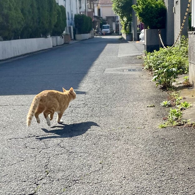 写真: 並走する猫