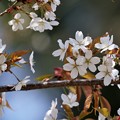写真: 桜の記憶２