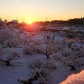 写真: 初日初雪