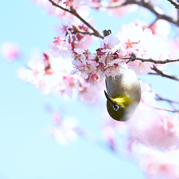 写真: 桜を見る会