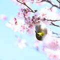 写真: 桜を見る会