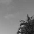 写真: 月と椰子