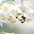 写真: 花粉に夢中