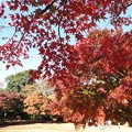 写真: 舞岡の紅葉