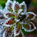 写真: frost edge
