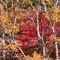 写真: 紅葉と黄葉