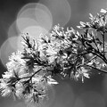 写真: 霜の花