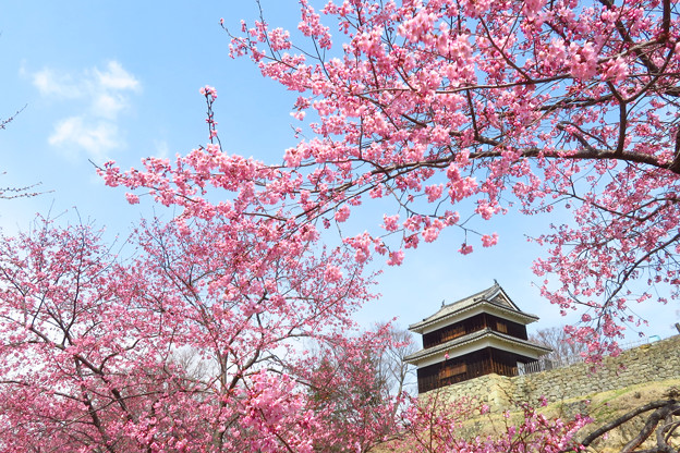 写真: 櫓と桜日和。