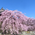 写真: 早垂れる桜かな。