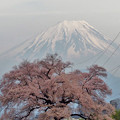 写真: わに塚の桜、釣られている？