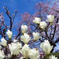 写真: 木蓮、紅梅、垂れ桜。