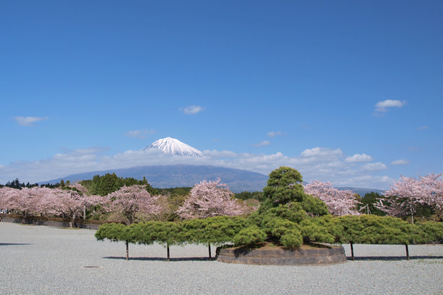 写真: オクトパスな松と桜。