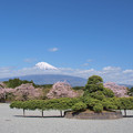 オクトパスな松と桜。