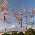 Photos: スマートに桜の木並ぶ。