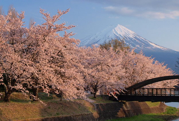 写真: 西日に桜映え。