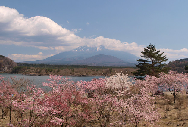 Photos: 精進湖の桜の賑わい。