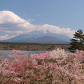 Photos: 精進湖の桜の賑わい。
