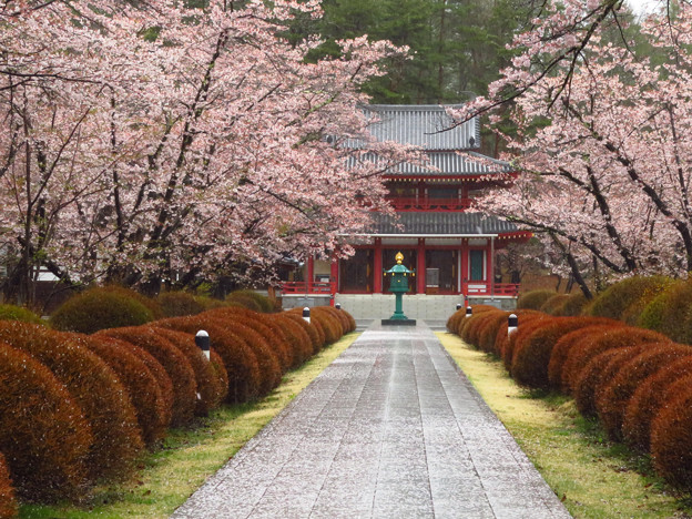 写真: 本堂への桜の並木。