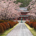 本堂への桜の並木。